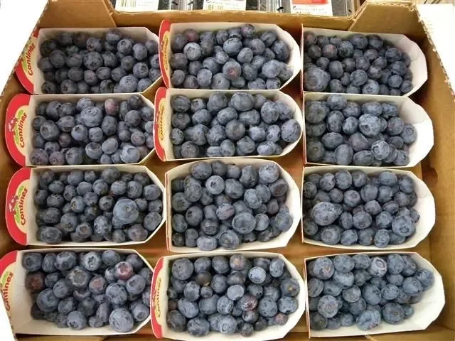 fruit-vegetable-supplier-france