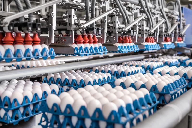 egg-supplier-germany