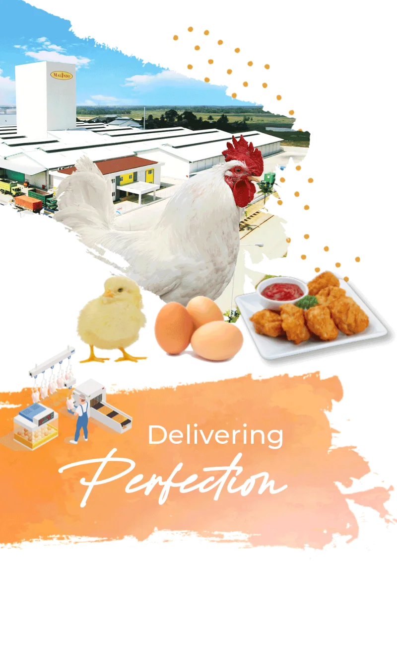 egg-supplier-indonesia
