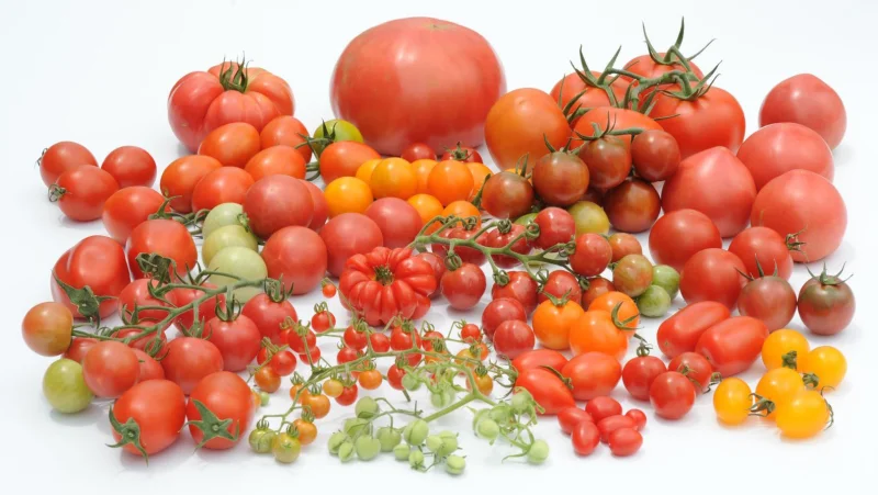 fruit-vegetable-supplier-japan