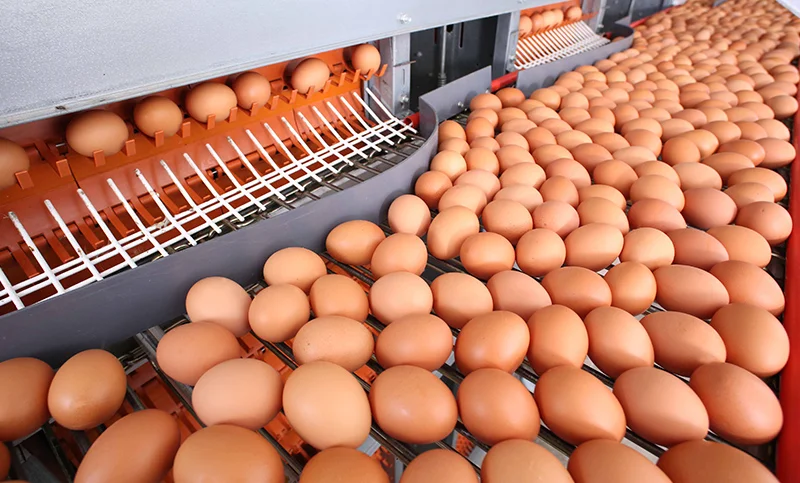 egg-supplier-thailand