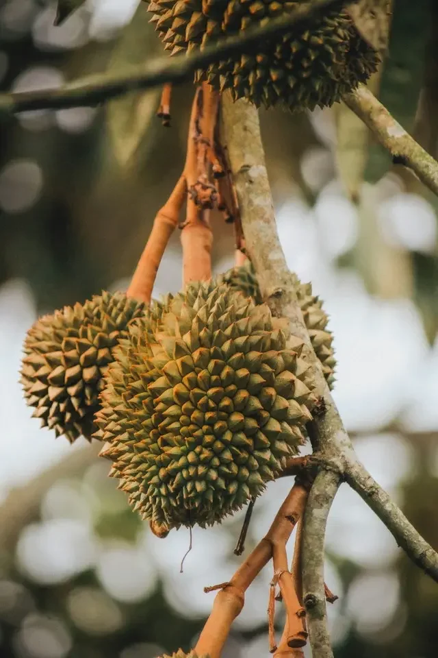 wholesale-fruit-supplier-thailand