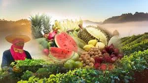 wholesale-fruit-supplier-thailand