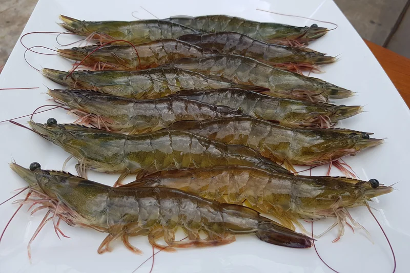 seafood-supplier-thailand