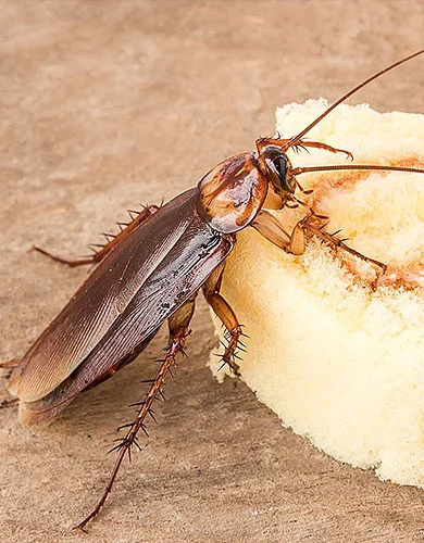 pest-control-thailand