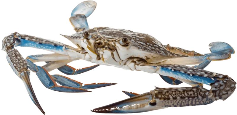 meat-poultry-seafood-supplier-thailand