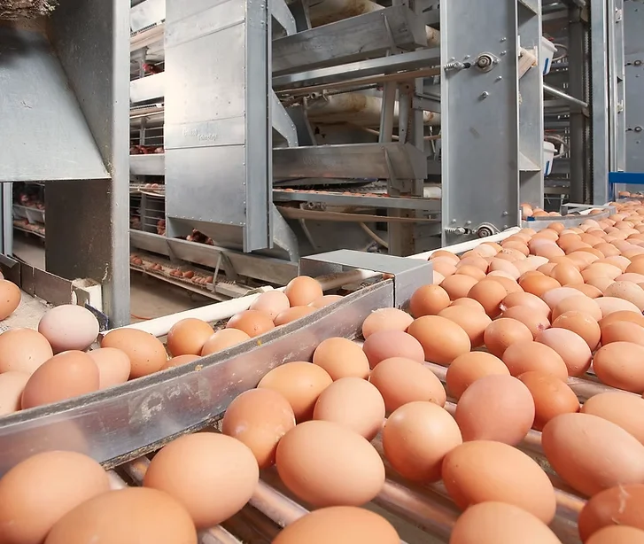 egg-supplier-thailand