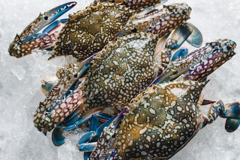 seafood-supplier-thailand